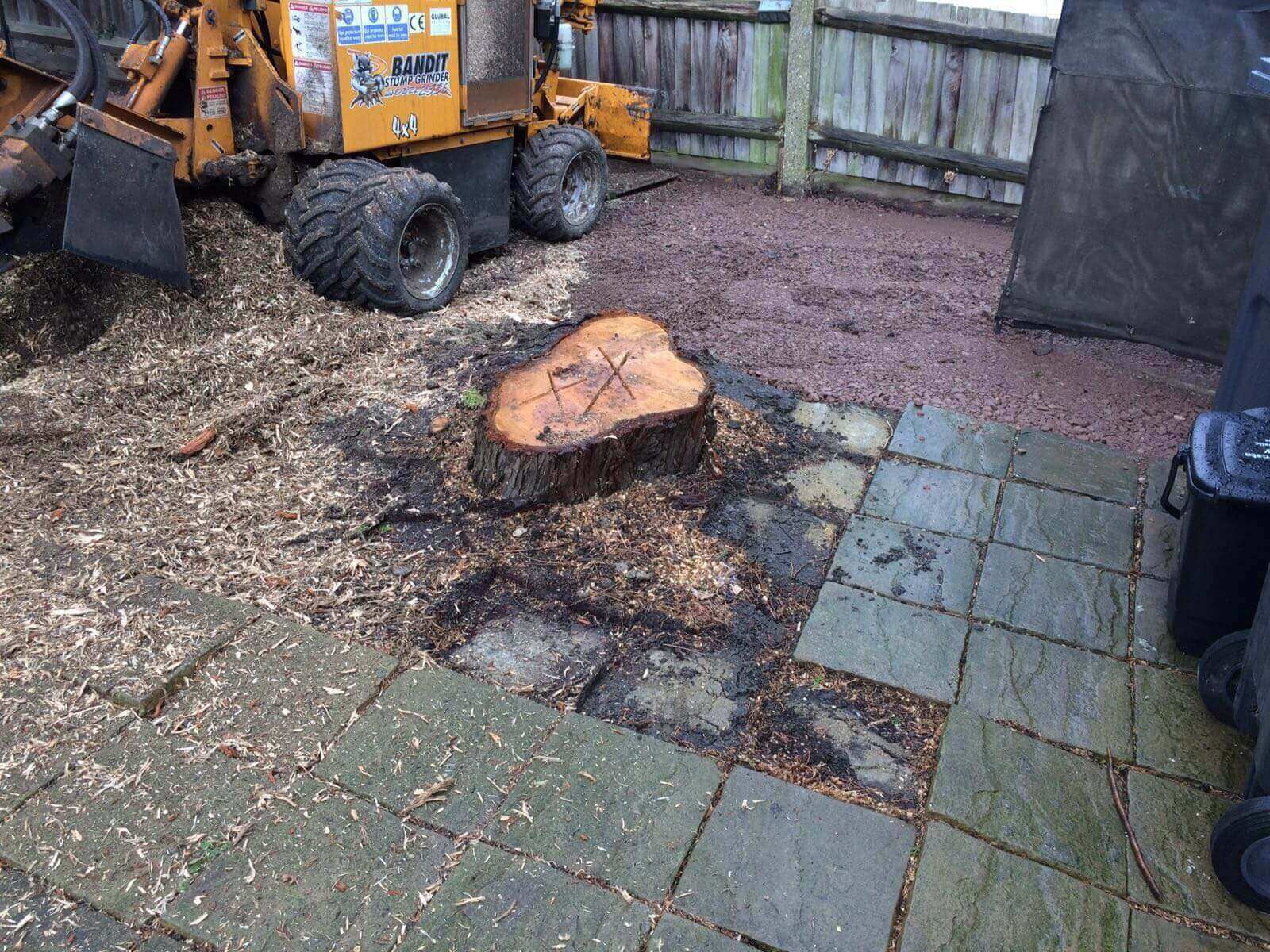 Tree Surgeons Crystal Palace SE19